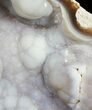 Agatized Fossil Coral (Blue Chalcedony) - Florida #56126-3